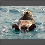 Sea otter